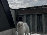 4 Aylık Erkek Pomeranian