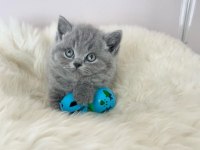Bebeksi Gri British Shorthair