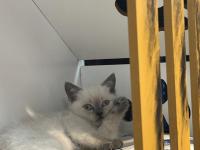 Teslime Hazır British Scottish Yavrular