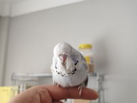 Yeni Yeme Düşen Show Jumbo Bilezikli Muhabbet Kuşları