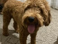 9 aylık erkek poodle