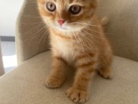 Tatlı ve oyuncu british shorthair