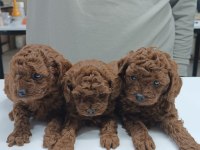 Toy Poodle Yavru Köpekler