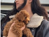 Toy Poodle Yavru Köpekler