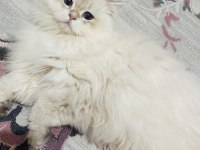 Blh Ay1233 Golden Point British Longhair