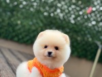 Pomeranian Bebekler Büyümez Garantili