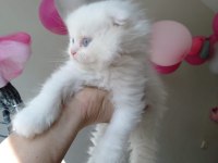 Üst Kalite Scottish Fold İsteyenlere