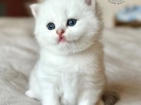 Beyaz zarafet silver british shorthair