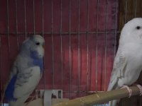 Renk güzeli takım muhabbet kuşlar