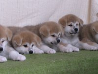 Japon Akita İnu Yavruları