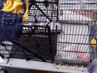 On Aylık Erkek Evcil Tavşan Kafesi Tüm Malzemeleri Vardır. Çift Katlı Kafes 3 Parça