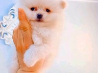 Pomeranian Boo 2 Aylık Erkek