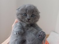 45 günlük lılac ve gri scottish fold bebekler