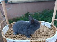 Hollanda Cüce Safkan Bir Aylık Tavşan Yavruları