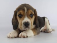 Dünya Tatlısı Beagle Yavruları