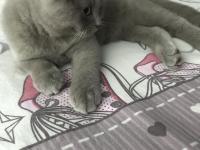 3 Aylık Erkek British Shorthair Acil