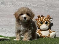 Mükemmel Kalite Maltipoo Sevimli Yavrular