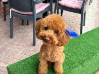 Toy poodle yavrumuz