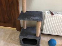 Kedimiz Sophie Ömürlük Yuvasını Arıyor