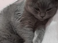 British Cins Yavru Kediler