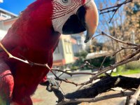 4 Yaşında Macaw Fotoğraf İşinde Tecrübeli Kuşumuz Sahiplendirecek