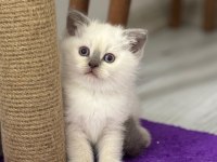 45 Günlük Bebek Kediler