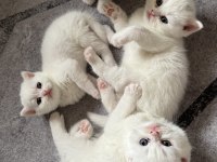 Sahiplendirmeye Hazır 5 Kardeş Kedimiz