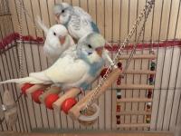 Ev Üretimi Eğitimli Muhabbet Kuşlar