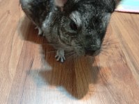 Elimde 1 Adet Yavru Chinchilla Var