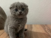 Sevgi Dolu British Shorthair Yavrularımız