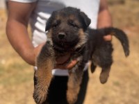 Koruma İçgüdüsü Yüksek Alman Kurdu