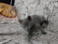 Safkan British Shorthair Yavrularımız