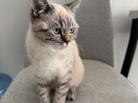 British Shorthair Ns24 Silver Tabby