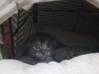 Bu Bebişler Çok Tatlı Scottish Fold