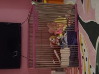 3 Aylık Yavru Erkek Toy Poodle