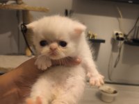 Safkan Exotic Long Ve Shorthair