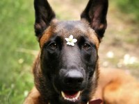 Belçika Kurdu Yavruları Sağlık Ve Irk Garantili