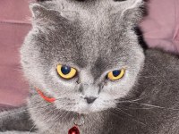 Acil Ücretsiz Sahiplendirme British Shorthair