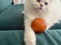 British Longhair Yavru Safkan