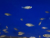 Üreticiden Cichlid Balıklar