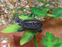 Su Kaplumbağaları Ve Tüm Malzemeleri Aynı Gün Adrese Teslim