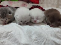 Mavi gözlü british longhair bebişler