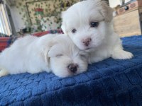 Size Terapi Gelecek Anne Babası Bizde Olan Dost Canlısı Yavru Köpekler