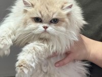 British longhair gerçek saf kan golden