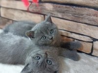 British Shorthair Kedisi Yavruları