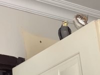 Bir Çift Ve Yavrusu İle Birlikte 3 Adet Sultan Papağanı