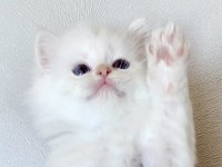 Şecereli British Longhair Blh Ny1133 Erkek