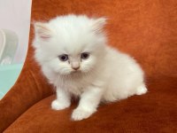 A kalite red point british longhair yavrular