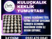 Kuluçkalık keklik yumurtası mevcut