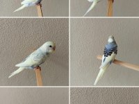 Yeni yeme düşmüş uysal renk güzeli yavru muhabbet kuşlar